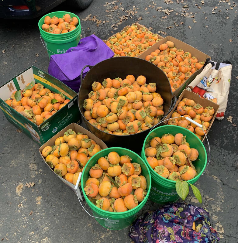 Buckets, boxes, and bags full of freshly picked persimmons.