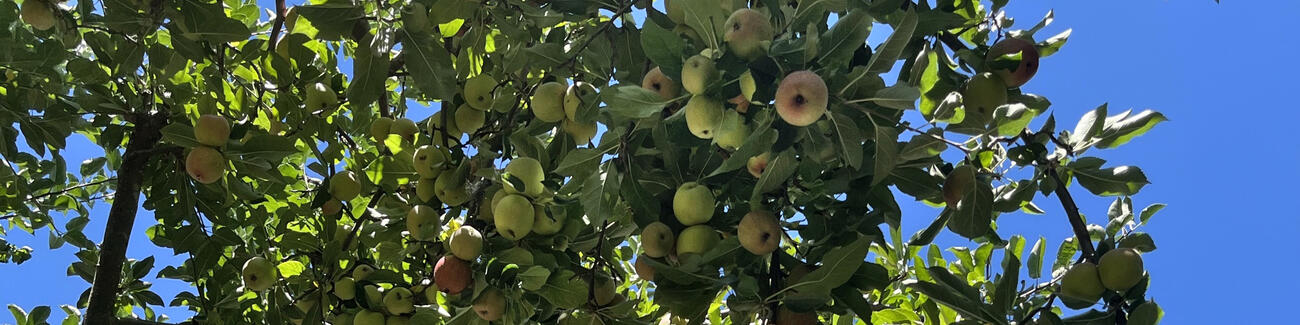Photo of apple tree branches taken from below, with a bright blue sky background.